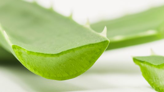 Close-up of an aloe vera leaf on a light background, highlighting its texture and color.