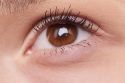 Close-up of a brown eye with long eyelashes, showcasing eye makeup details.