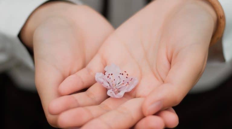 Delicate pink flower resting in the palms of a person's hands, symbolizing care and beauty.
